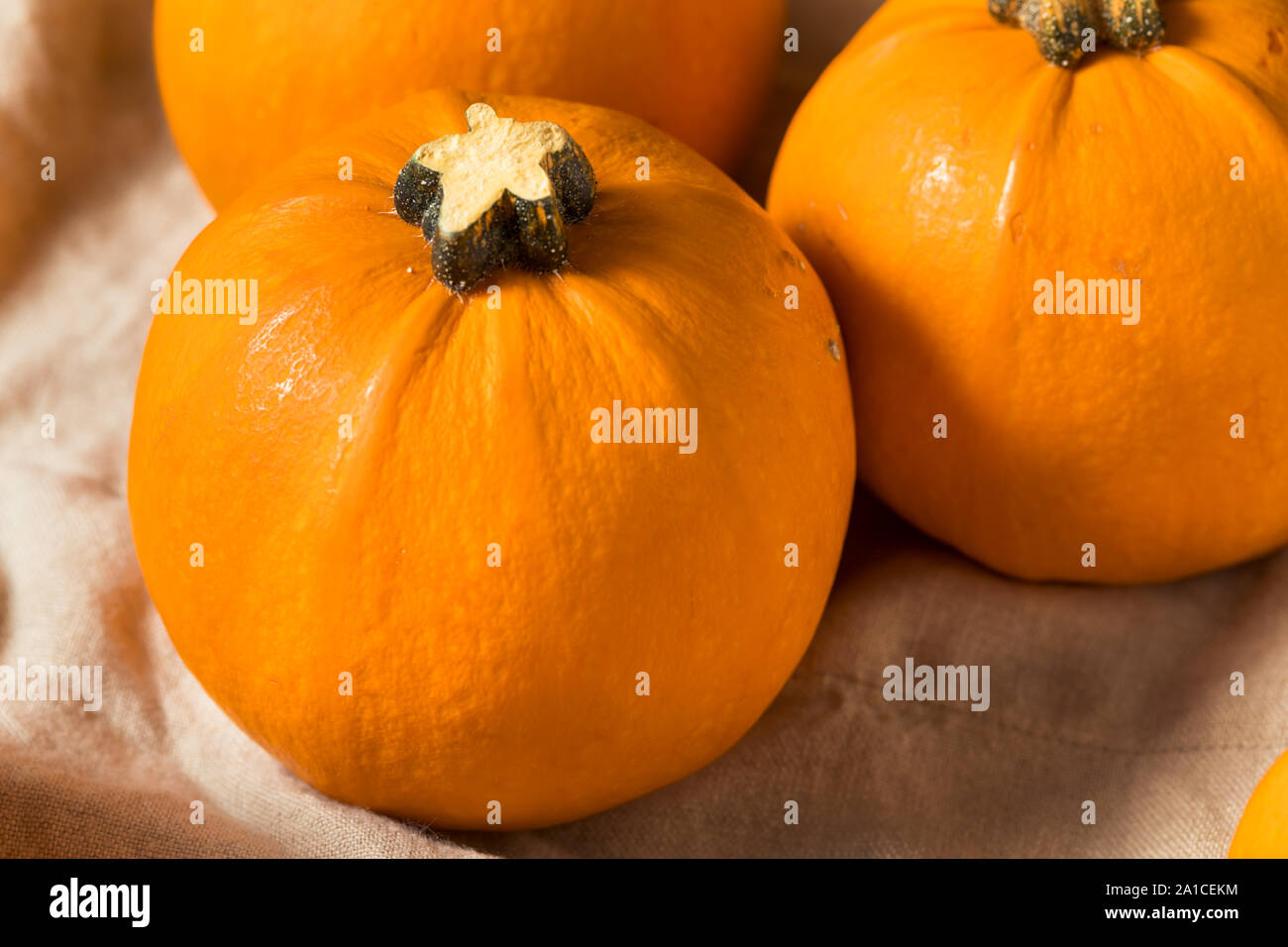 Raw Organic Mini orange Kürbisse für Dekorationen Stockfoto