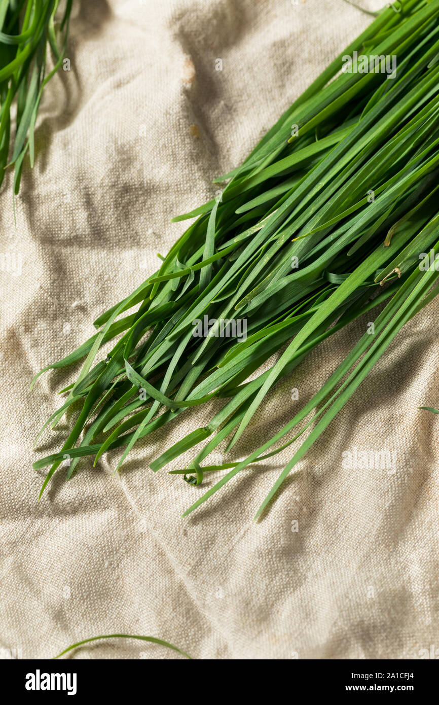 Raw Green Organic koreanischen Schnittlauch in einem Bündel Stockfoto