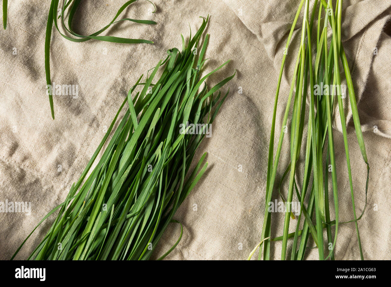 Raw Green Organic koreanischen Schnittlauch in einem Bündel Stockfoto