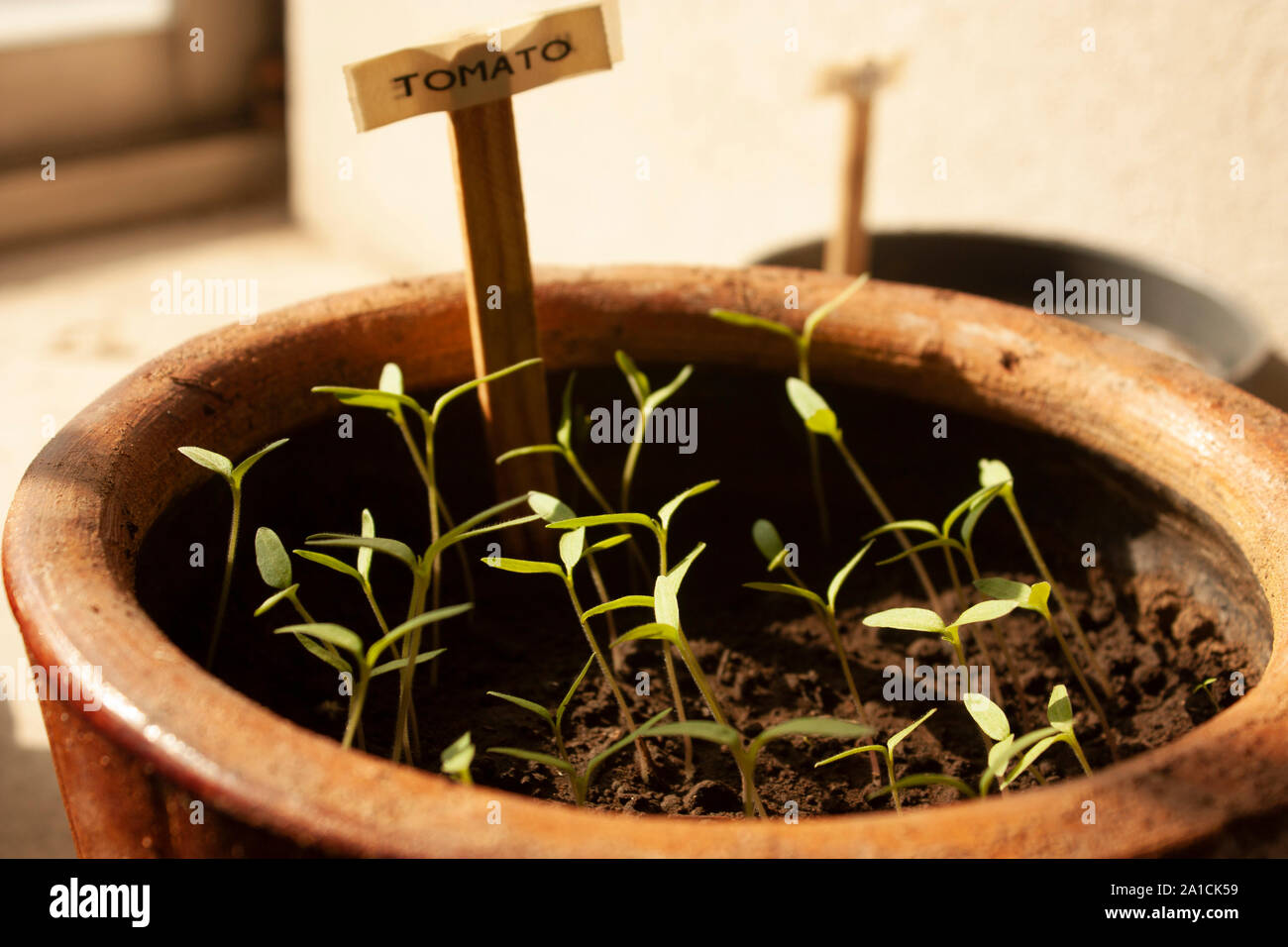 Bio Tomaten keimblätter Gemüse im Tontopf nachhaltige Home Garten gepflanzt Stockfoto