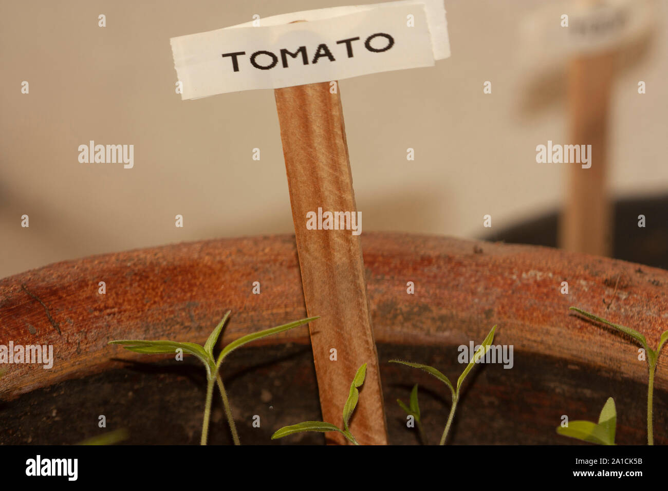 Bio Tomaten Keimblätter eine nachhaltige Home Garten Topf gepflanzt Stockfoto
