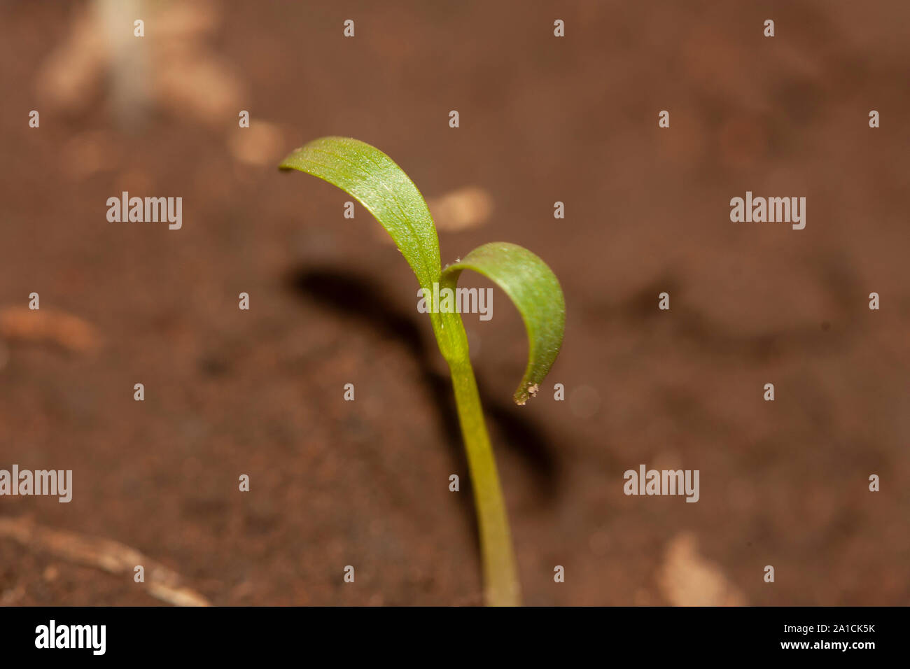 Bio Petersilie Keimblätter eine nachhaltige Home Garten Topf gepflanzt Stockfoto