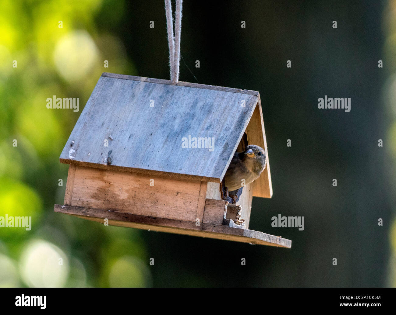 Im Haus Stockfoto