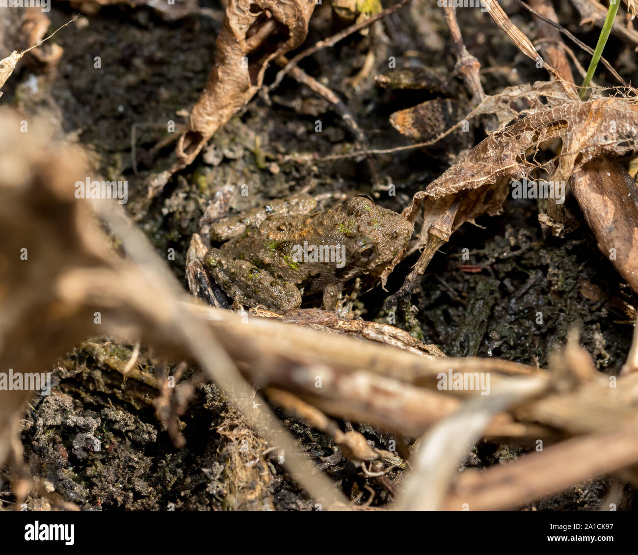 Blanchard's Cricket Frog, Tree Frog Arten, in seiner natürlichen Umgebung der Vegetation am Ufer eines Teiches. Stockfoto