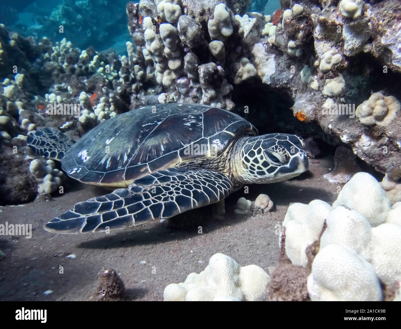 Der hawaiischen Green sea Schildkröte ruht auf Coral Reef Unterwasser hautnah. Stockfoto