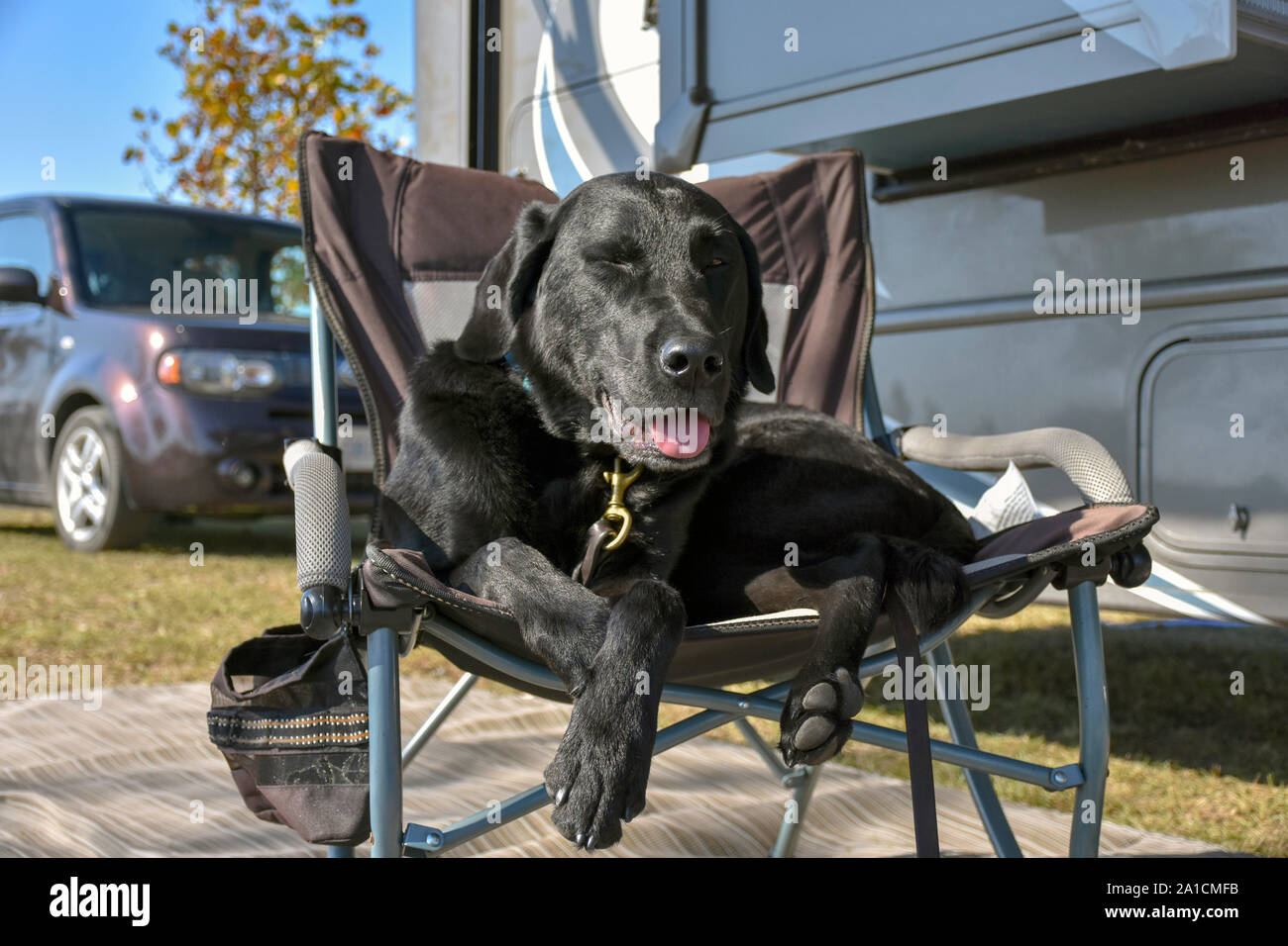 Camping im Wohnwagen oder Wohnmobil ist die perfekte Lösung für Familien mit Haustieren. Diese schwarze Lab genießt eine Pause sitzen auf einem komfortablen Camp Stuhl. Stockfoto