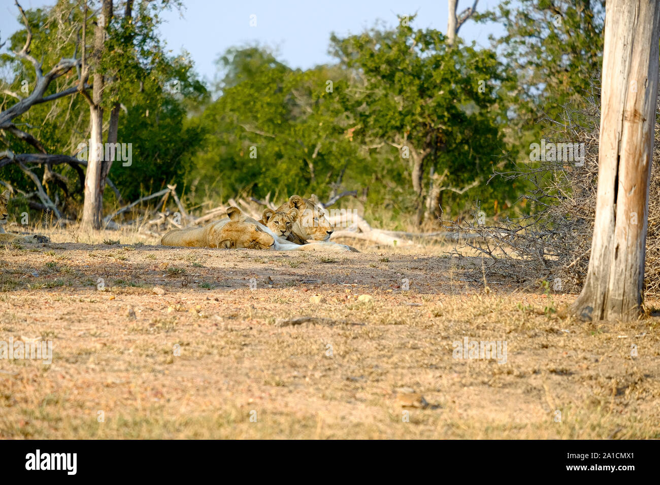 Zwei Löwinnen mit einem Cub am Ende des Tages ruhen Stockfoto