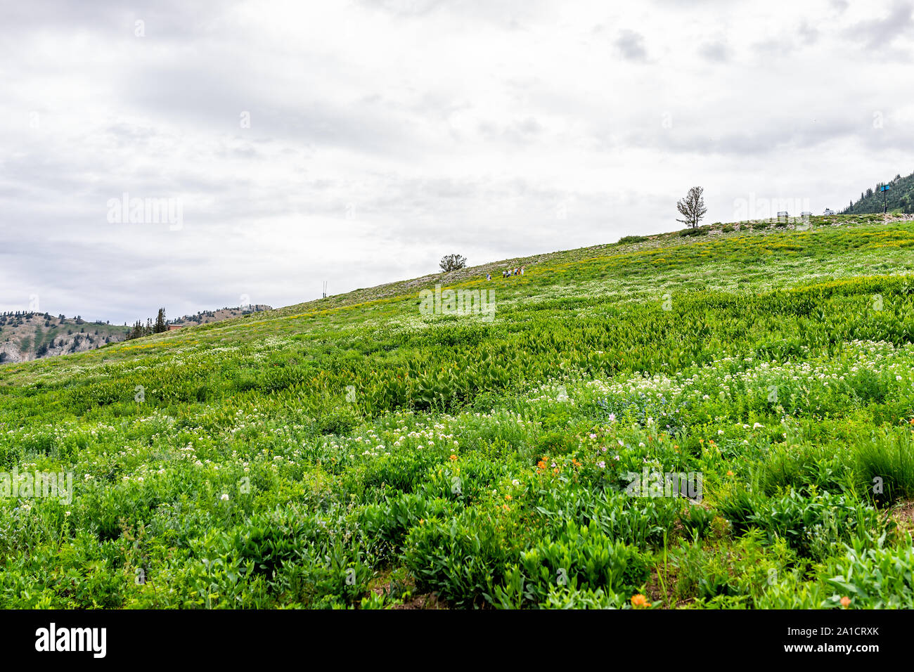 Albion Basin, Utah grüner Sommer Blick auf Wiesen trail Hügel in Wildblumen Jahreszeit in den Wasatch Mountains im Juli 2019 mit Menschen auf fotoshooting Stockfoto