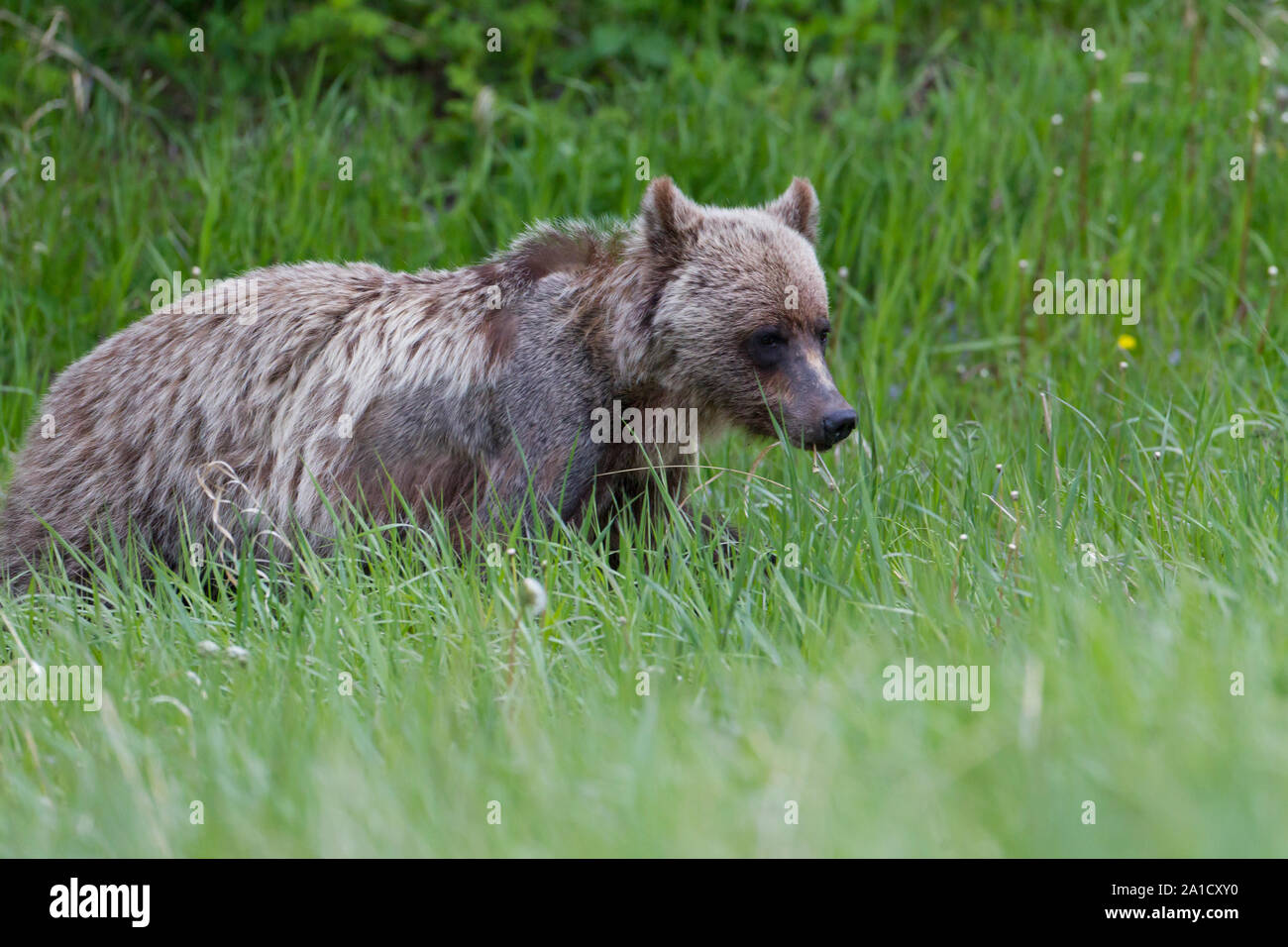 Grizzly Bär in den kanadischen Rockies Stockfoto