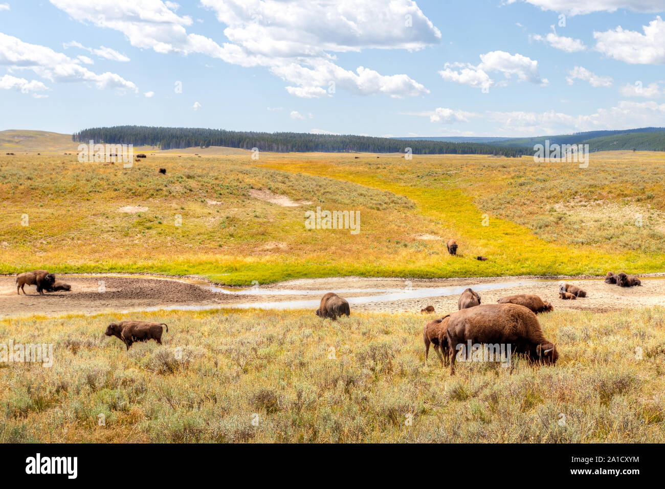 Herde Bisons grasen im Hayden Valley, Yellowstone National Park, Wyoming, USA. Stockfoto
