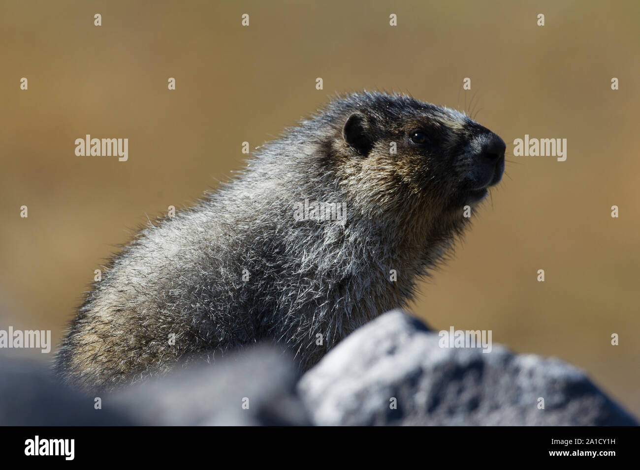 Hoary Marmot Stockfoto