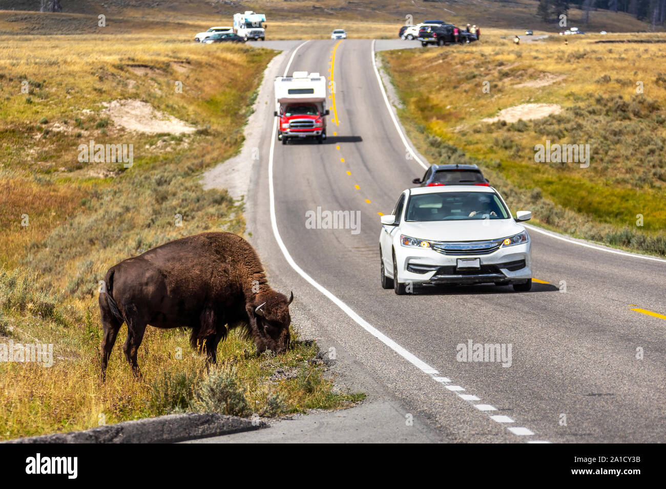 Ein amerikanischer Bison Beweidung durch die Seite der Straße als Verkehr vorbei im Hayden Valley, Yellowstone National Park, Wyoming, USA. Stockfoto