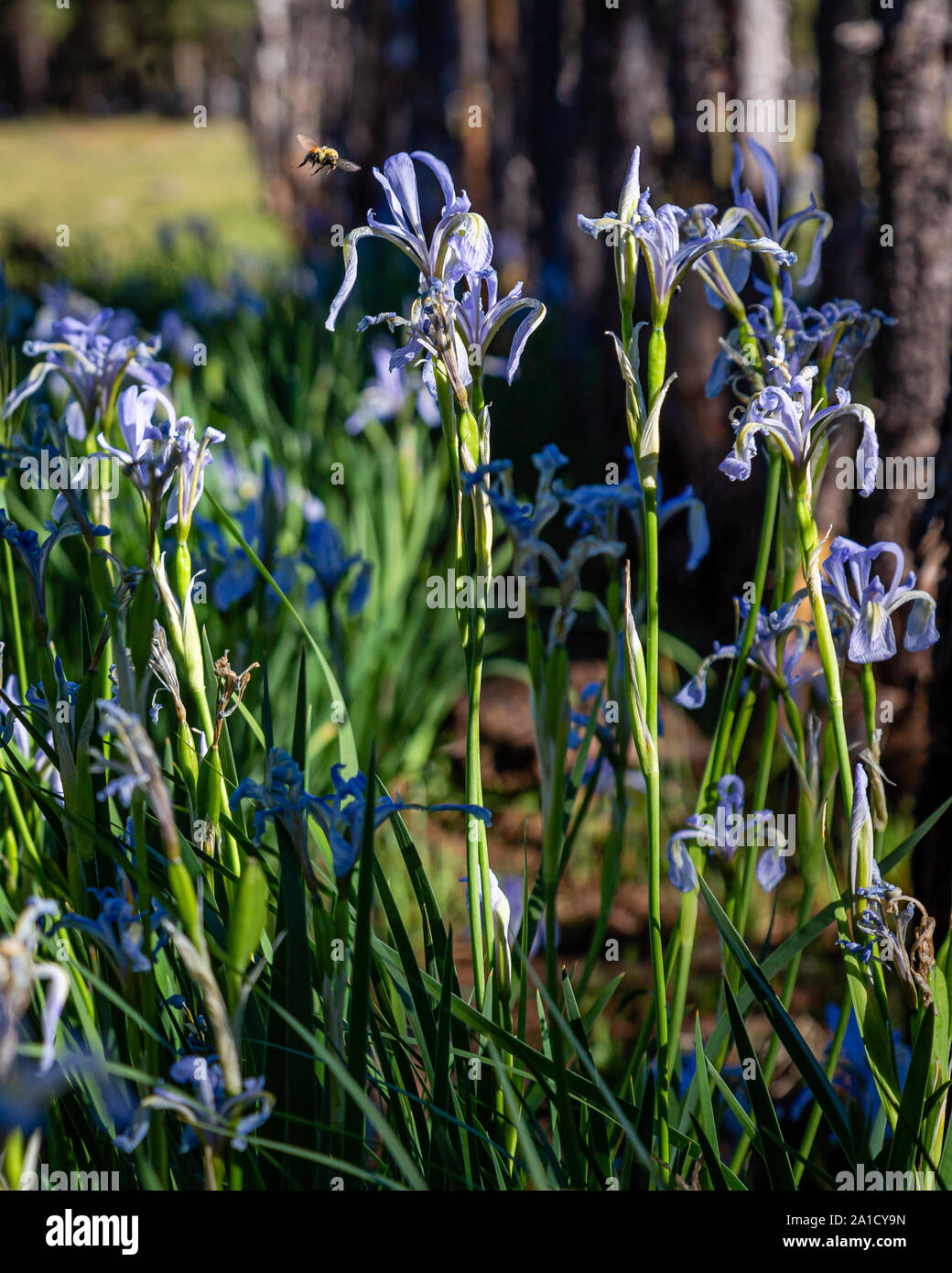 Eine Hummel pollinates Wild Iris in den weißen Bergen von East Central Arizona. Stockfoto