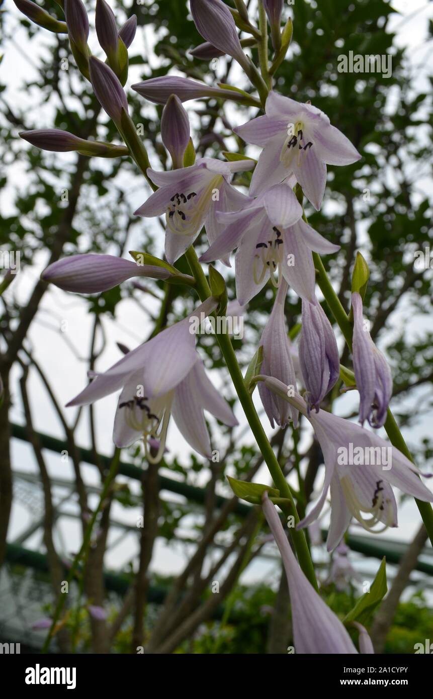 Sommer in Massachusetts: Purple-White Hosta Blumen in voller Blüte Stockfoto