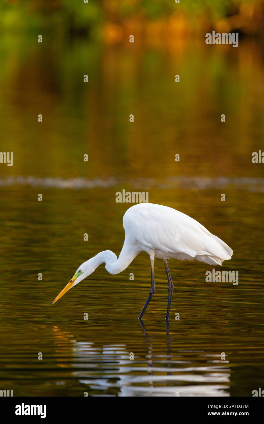 Silberreiher (Ardea alba) am See mit einigen Enten um schwebend. Kopieren Sie Platz. Vertikale. Stockfoto