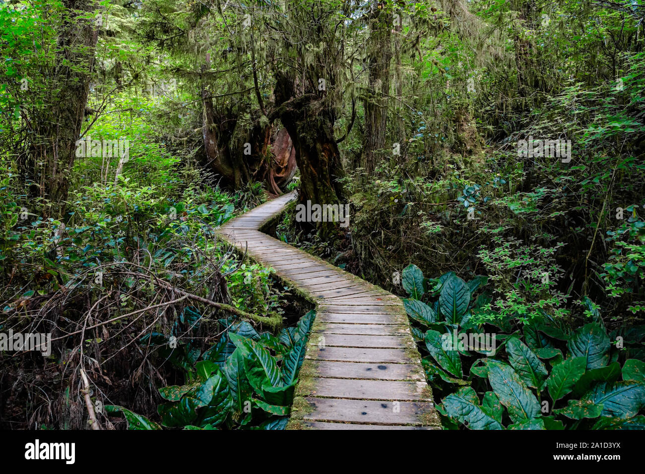Regen Wald Blick auf Pacific Rim walkway in Victoria Island, Kanada Stockfoto