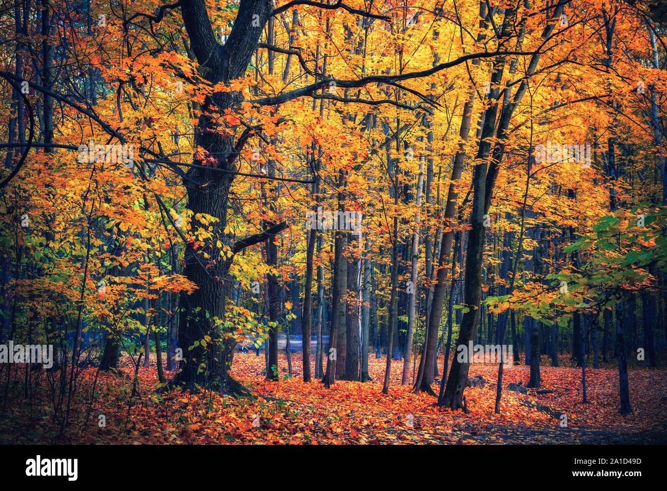 Lebendige Laub im Herbst Wald Stockfoto