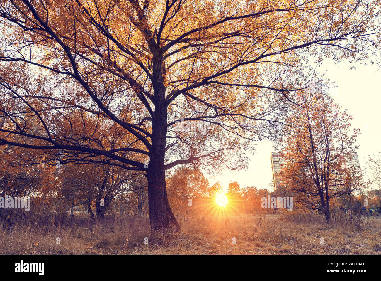 Helle Baum im sonnigen Herbst Park Stockfoto