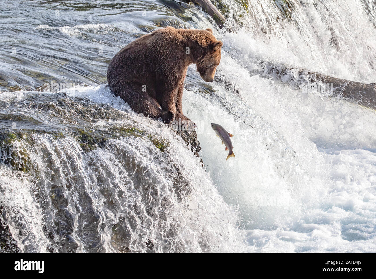 Nette junge Grizzly Bär auf der Brooks Falls im Katmai Alaska sitzen Stockfoto