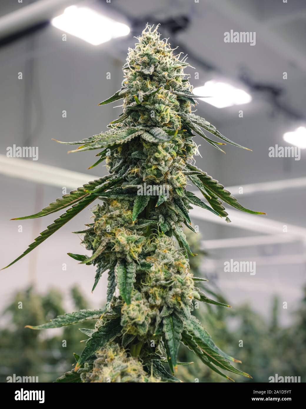 Große top Cola nug auf ausgereifte Cannabis Pflanze, die an die Farm Stockfoto