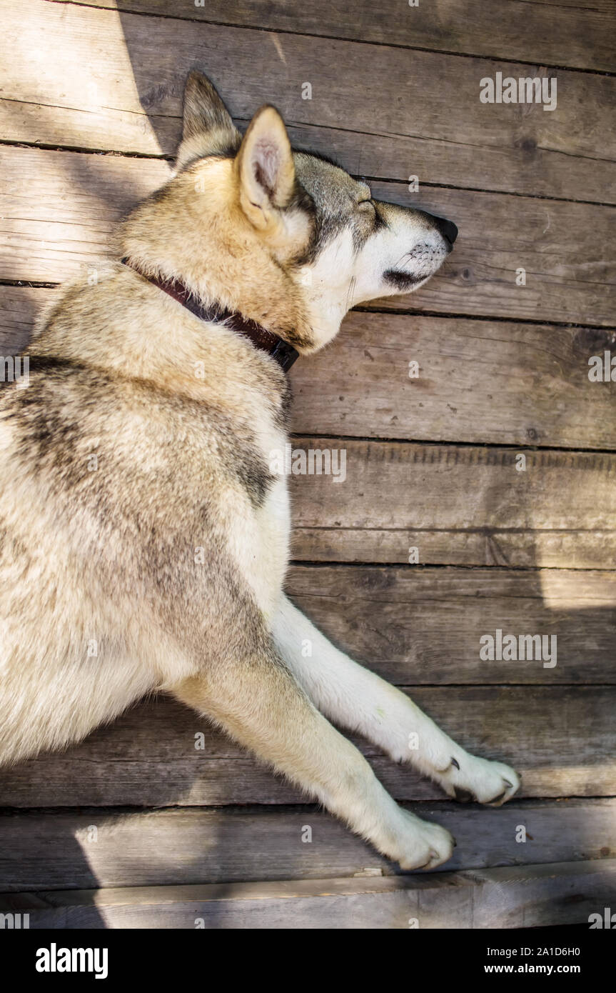 Hund schläft auf Boards, Aalen in der Sonne Stockfoto