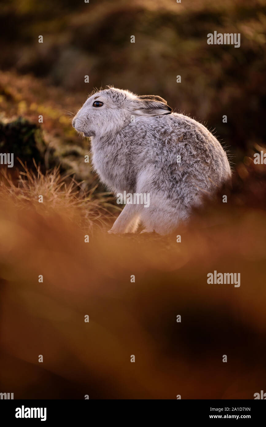 Das Porträt einer Schneehase im Winter im Heidekraut Stockfoto