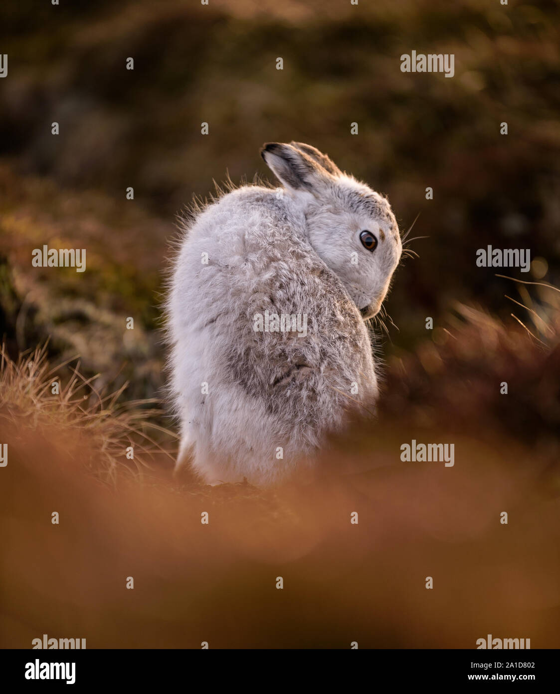 Das Porträt einer Schneehase im Winter im Heidekraut Stockfoto