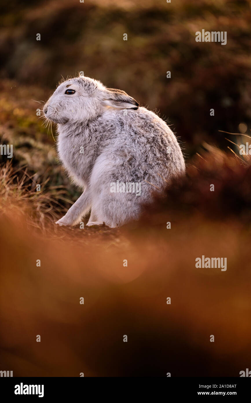 Das Porträt einer Schneehase im Winter im Heidekraut Stockfoto