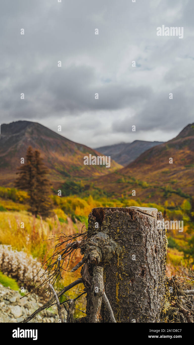 Gebrochene Baumstamm in Alaska Wildnis Stockfoto