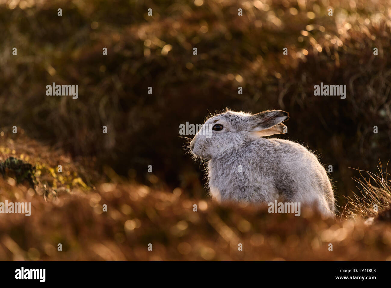 Das Porträt einer Schneehase im Winter im Heidekraut Stockfoto