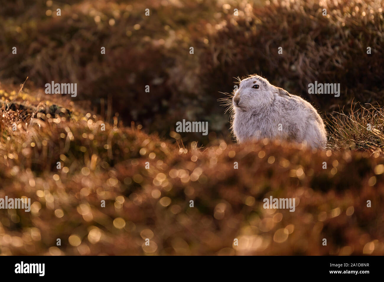 Das Porträt einer Schneehase im Winter im Heidekraut Stockfoto