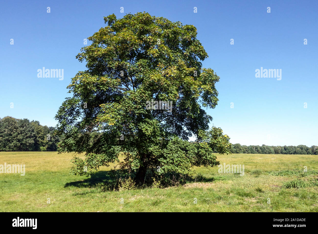 Platane Ahorn Acer pseudoplatanus einsamer Baum auf dem Land, Tschechische Republik großer grüner Baum Stockfoto