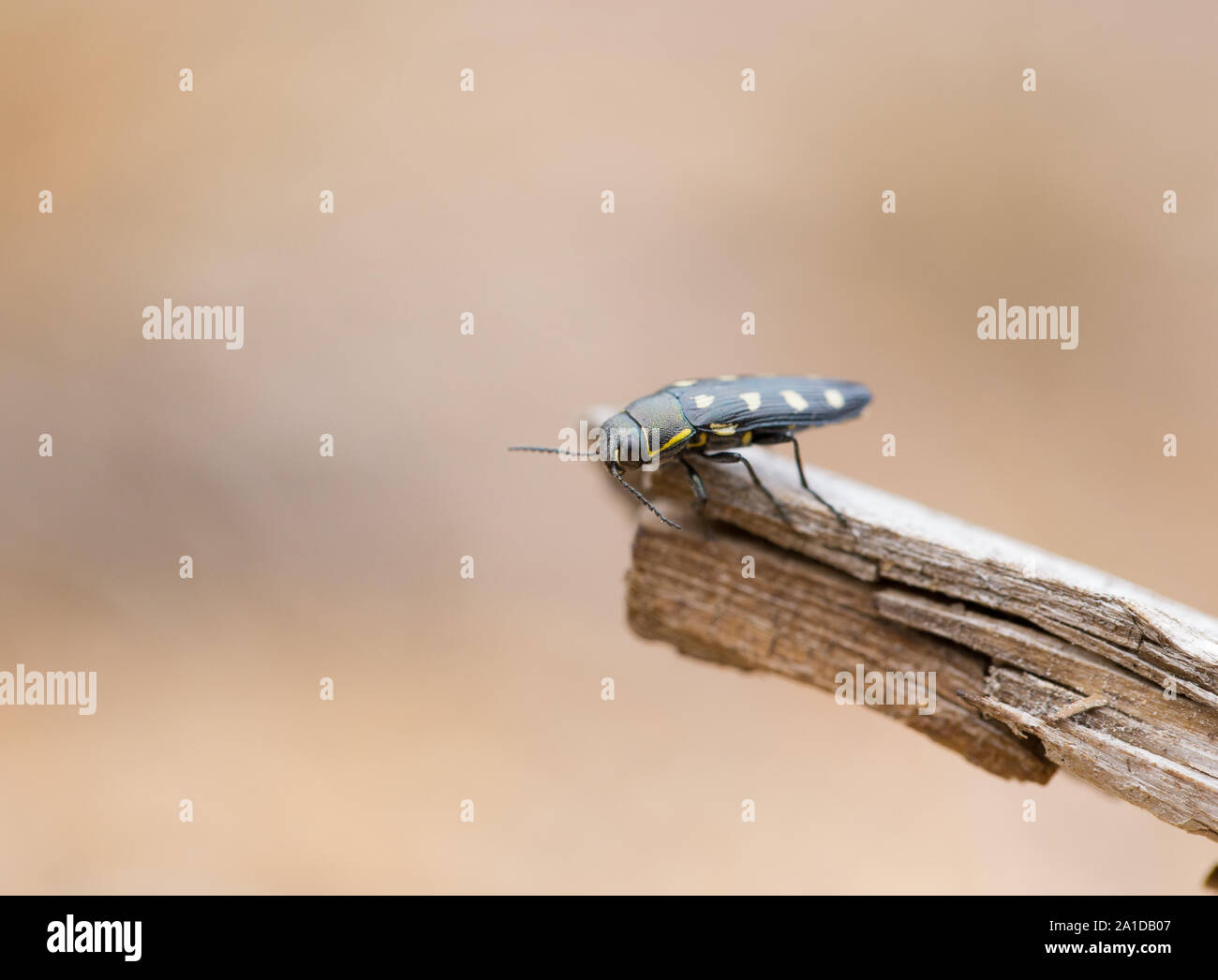 Holz langweilig jewel Beetle Stockfoto