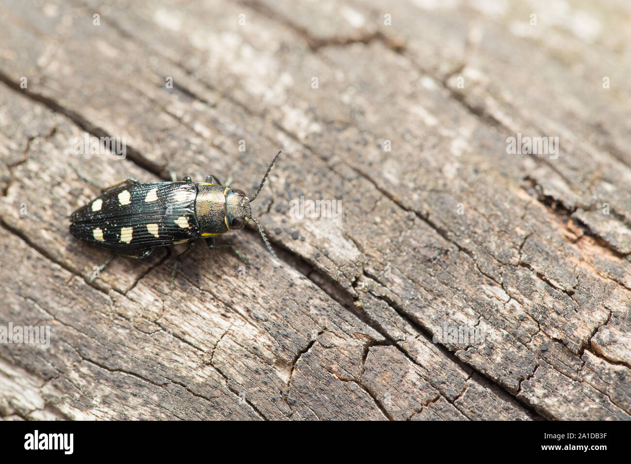 Holz langweilig jewel Beetle Stockfoto