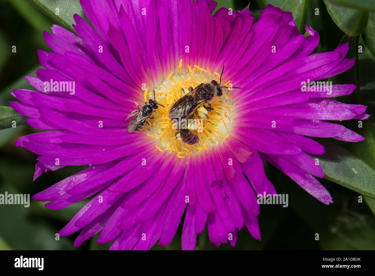 Australische einheimische Biene bestäubt Schwein Gesicht Blume Stockfoto