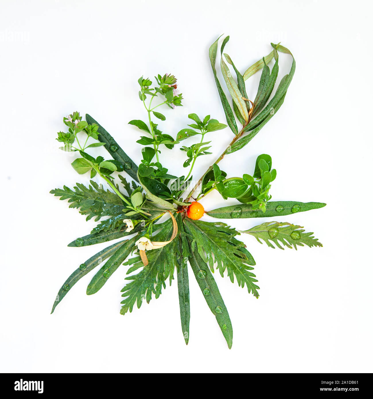 Tee Kräuter noch leben Flatlay auf weißem Hintergrund Stockfoto