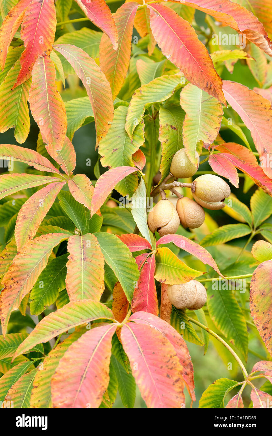 Die Blätter der Aesculus x neglecta' Herbst Feuer', gelbe Rosskastanie Baum beginnen Kupfer zu drehen - im frühen Herbst farbige Stockfoto