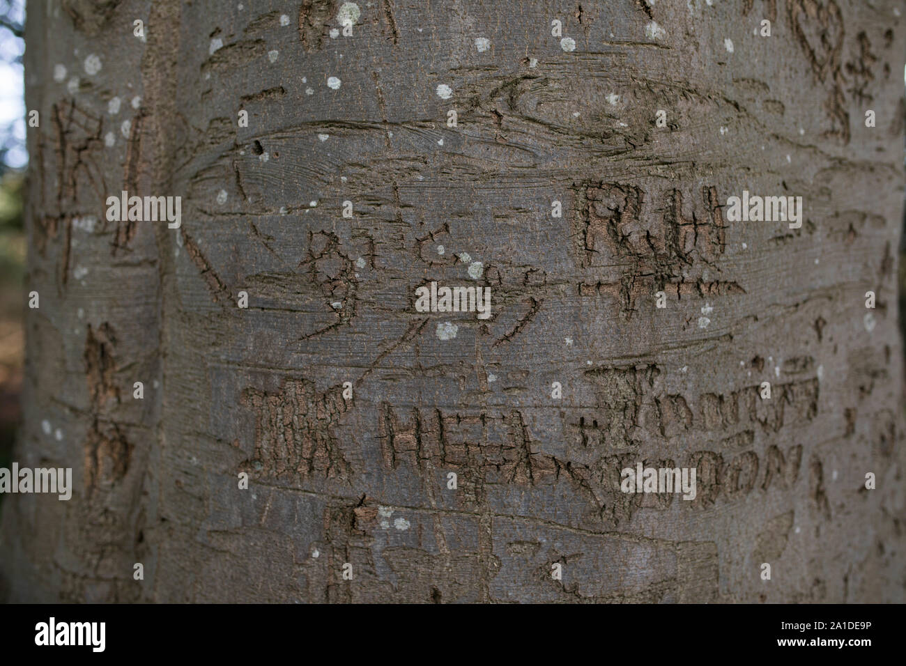 Buche Baumrinde mit geschnitzten Buchstaben, Zeichen, Namen und Jahre an der Amtsleitung Stockfoto