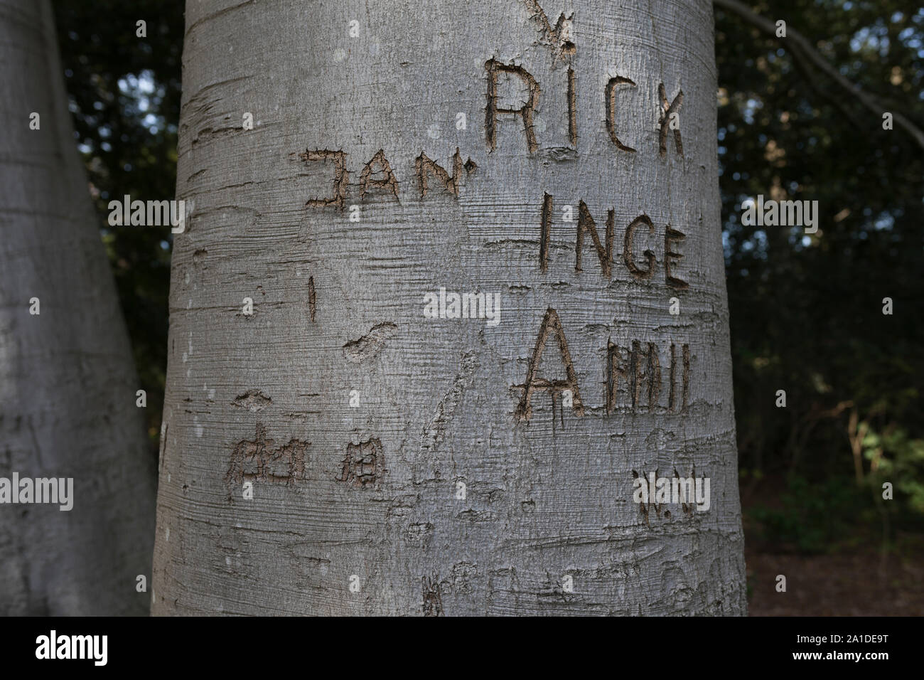 Buche Baumrinde mit geschnitzten Buchstaben, Zeichen, Namen und Jahre an der Amtsleitung Stockfoto