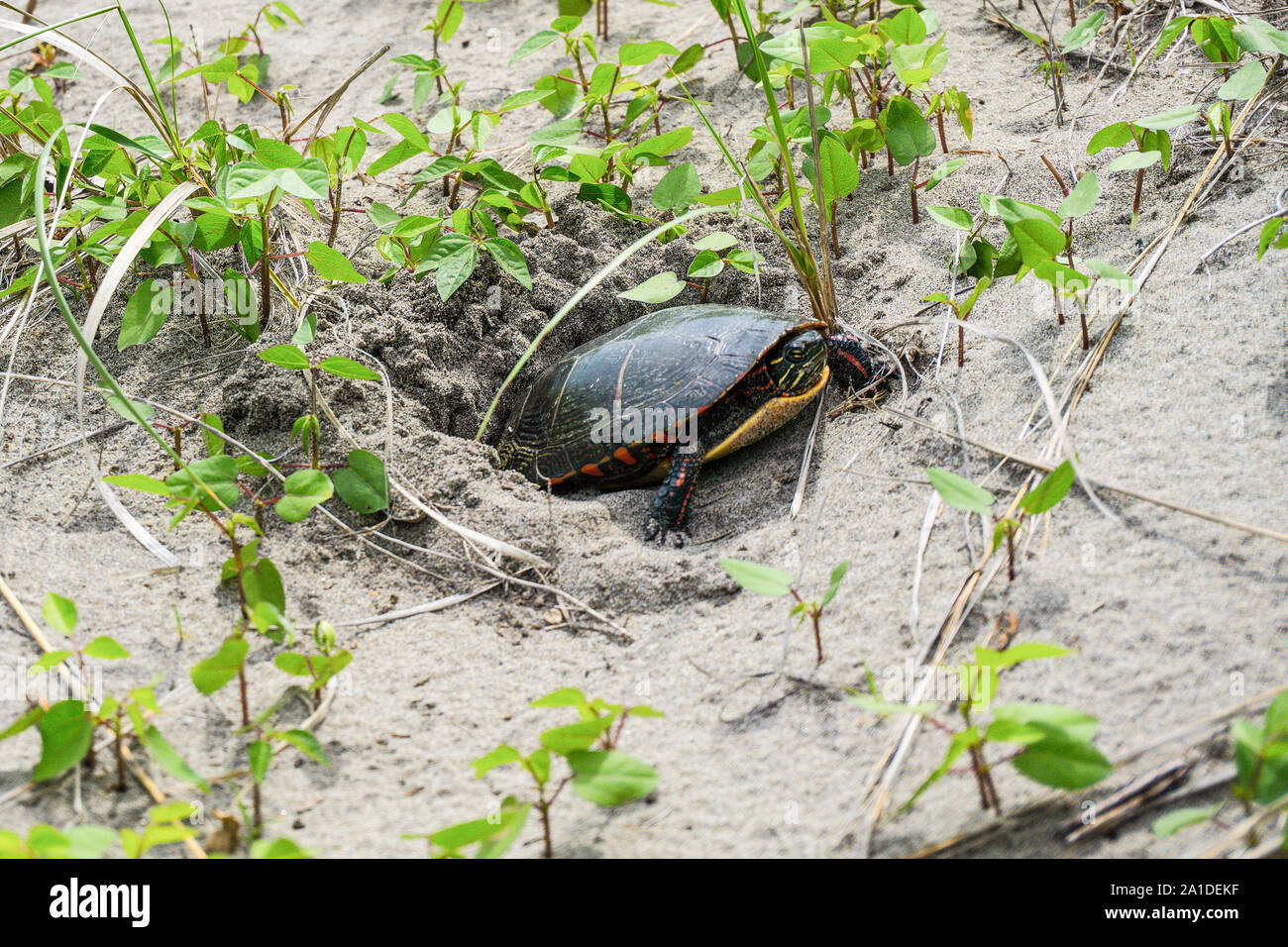 Kanada, Ontario, Lake Erie, Long Point Ovichal Park, ein stürmischer Tag an longpoint im Juni 2019, eine Schildkröte Laich-, Stockfoto