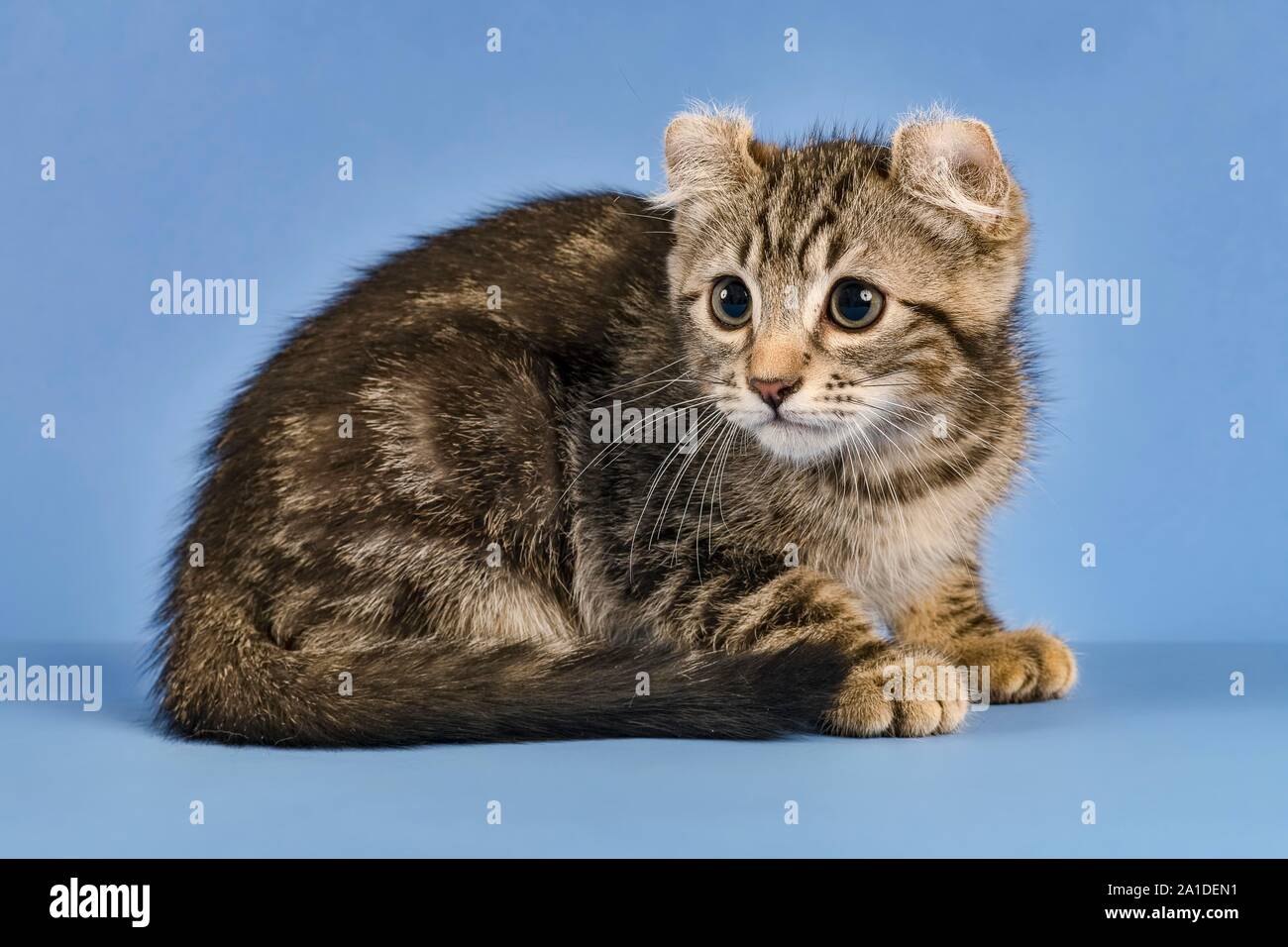 Breedcat American Curl (Felis silvestris catus), sitzend, schwarz gestromt, Junge, 10 Wochen, blauer Hintergrund, Österreich Stockfoto