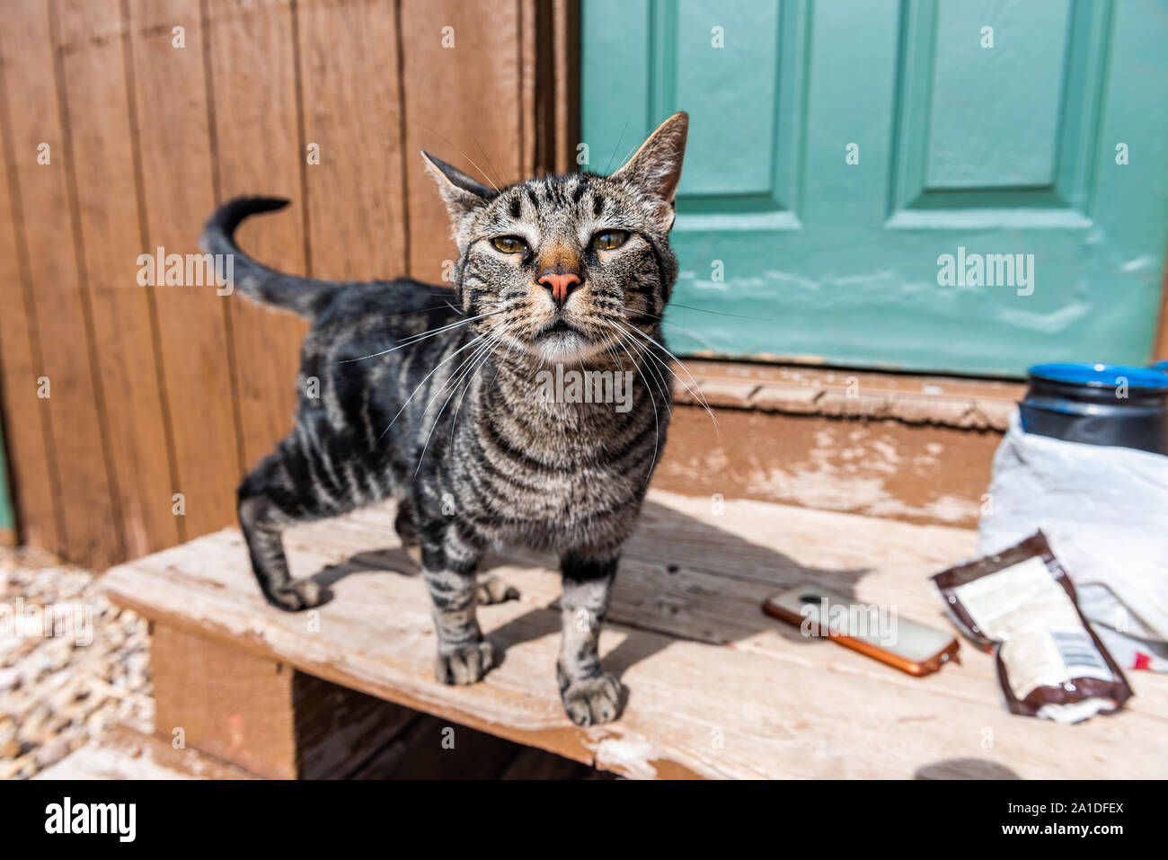 Tabby Katze süß Gesicht schnüffeln riechen zu betteln, außerhalb von hölzernen Treppen auf der Veranda Tür Schritte Eingang an einem sonnigen Tag zu Haus Stockfoto