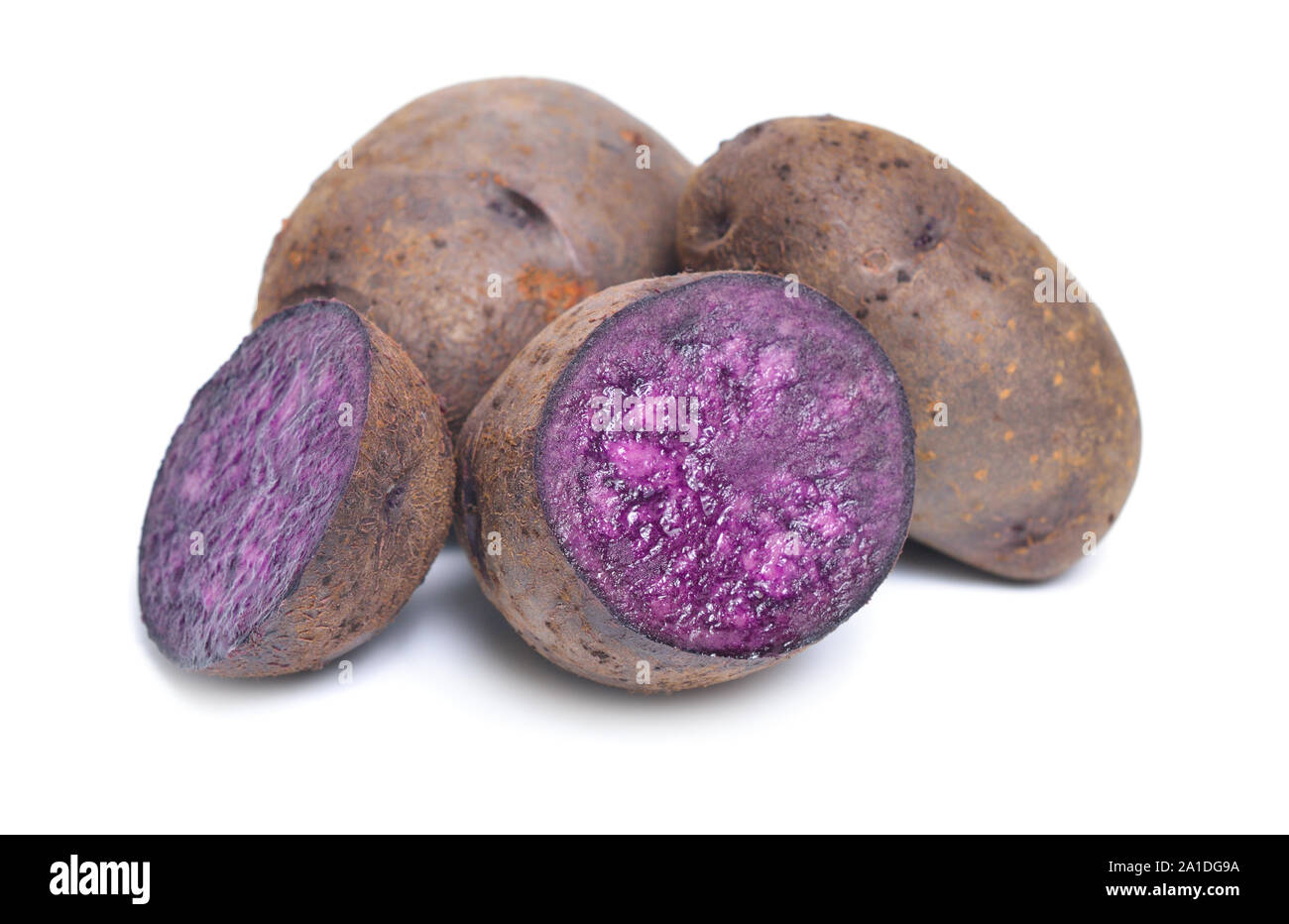 Kartoffel Vitelotte, auch Vitelotte noire, Negresse oder Truffe de Chine genannt. Auf weissem Hintergrund. Stockfoto