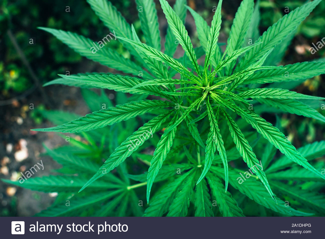 Junge Marihuana Grune Pflanze Die Im Freien Im Garten Hanf Blatt