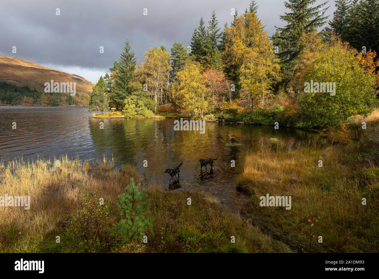 Loch Ossian in herbstlichen Farben, zwei Labrador Hunde im Wasser, Rannoch, Scottish Highlands Stockfoto