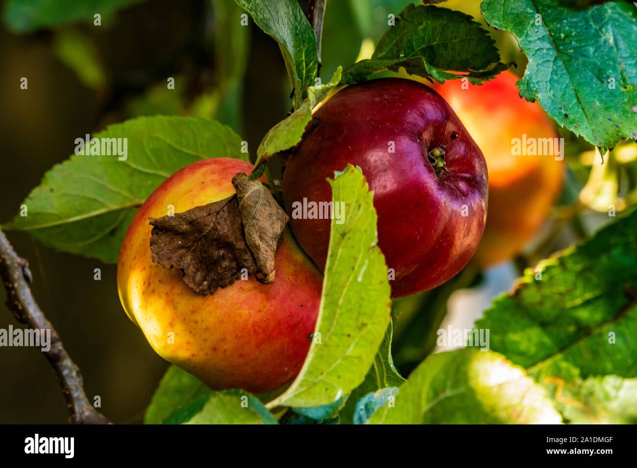 Rote Äpfel Reif auf dem Baum im Herbst bereit abgeholt zu werden. Stockfoto