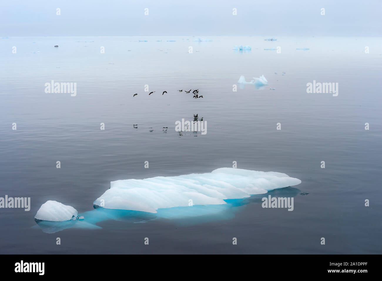 Herde von Thick-billed Murres (Uria lomvia) oder Brunnich der trottellummen Lügen über Hinlopen Strait, Spitzbergen, Svalbard, Norwegen Stockfoto