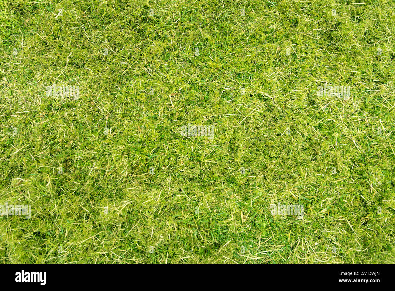 Flatlay, abgehackte Gras mit Moos und Unkraut, grüner Hintergrund Stockfoto