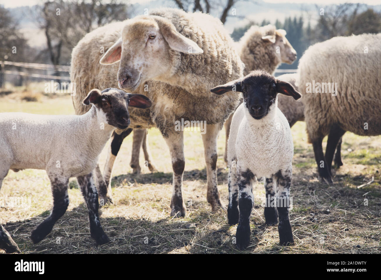 Zwei Lämmer und Schafe auf einer Farm der Tiere, Konzept, den Tierschutz Stockfoto