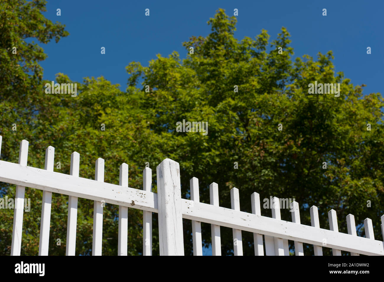 Weißen Lattenzaun mit Zedern im Hintergrund. Stockfoto